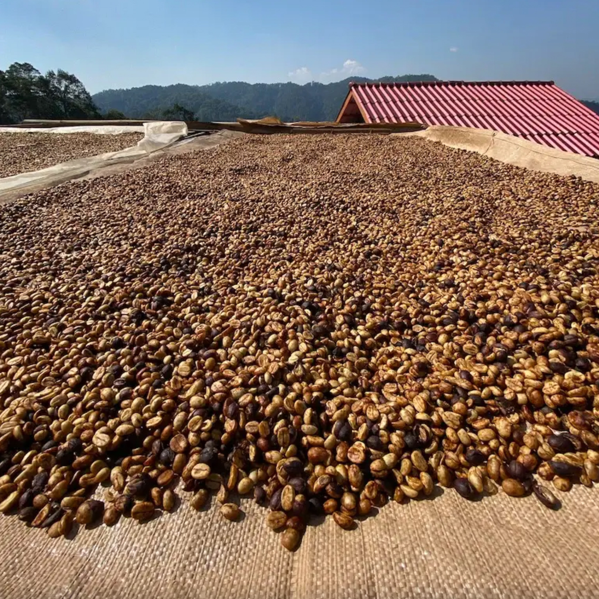 Honey Bourbon Blend, Medium Roast by Left Hand Roasters